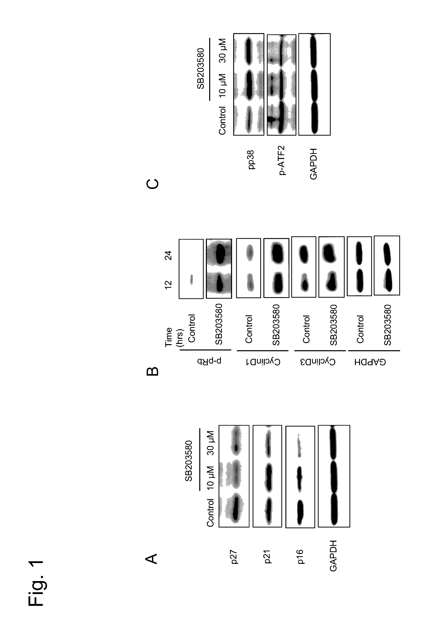 Drug for treating corneal endothelium by promoting cell proliferation or inhibiting cell damage