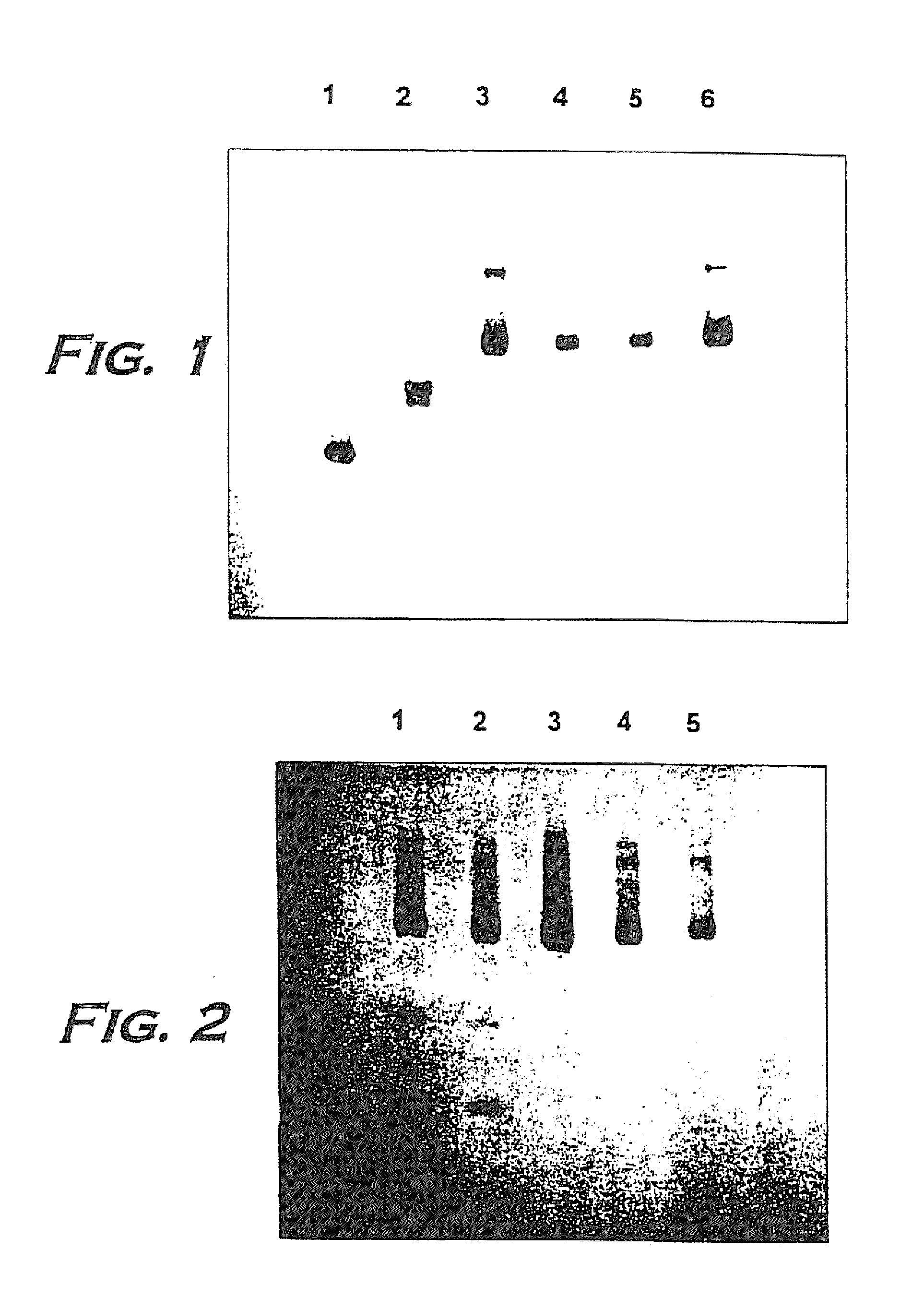 Hemoglobin alpha chain peptide fragments useful for inhibiting stem cell proliferation