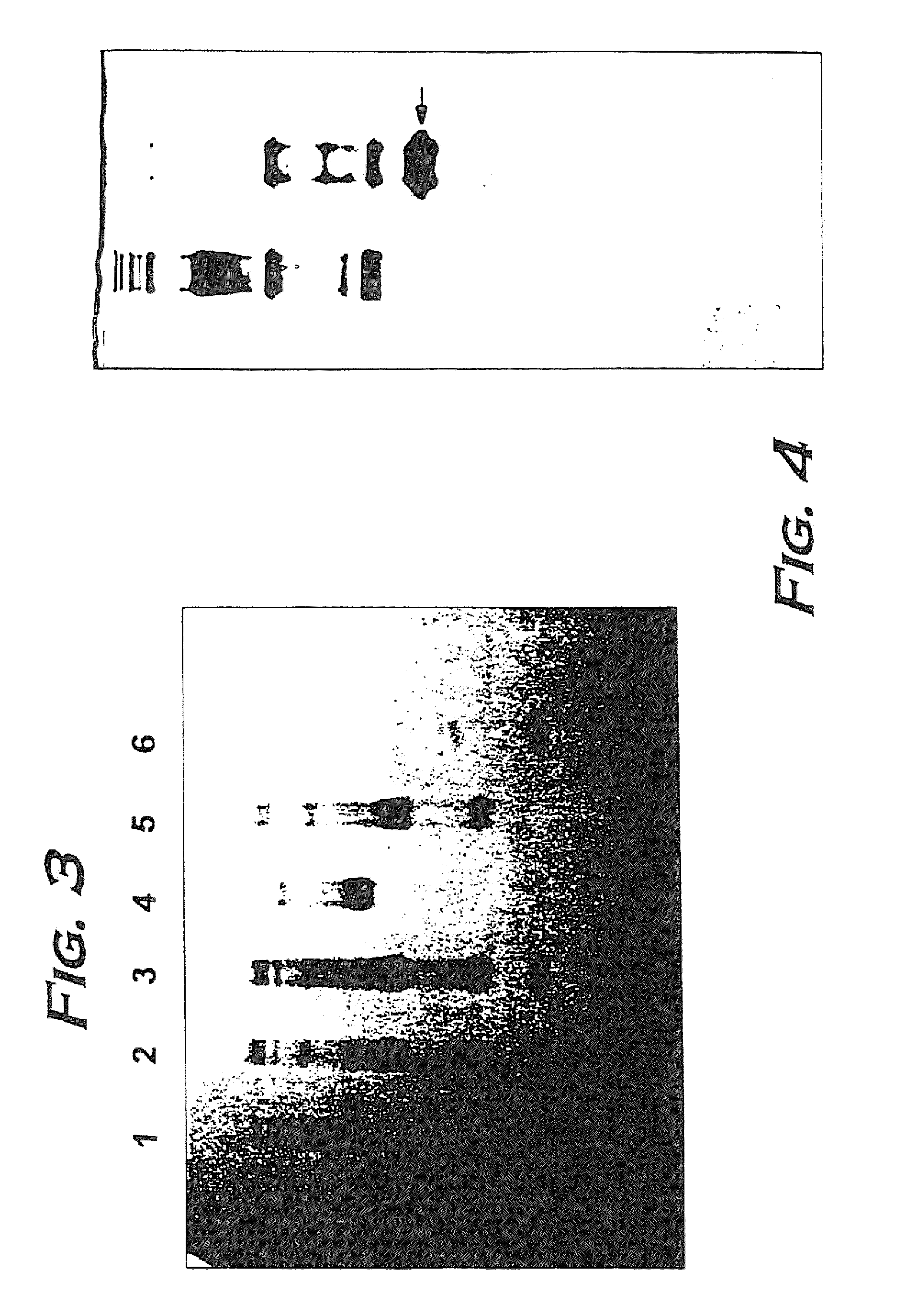 Hemoglobin alpha chain peptide fragments useful for inhibiting stem cell proliferation