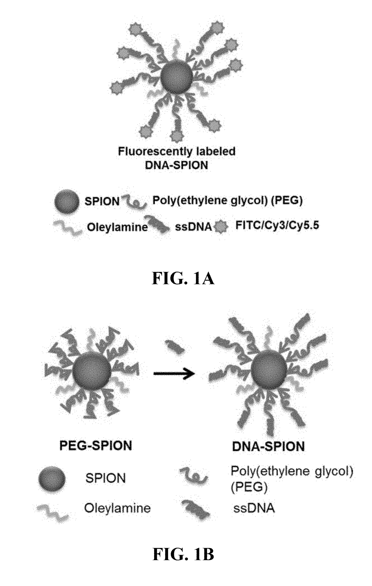 Materials and methods for effective in vivo delivery of DNA nanostructures to atherosclerotic plaques