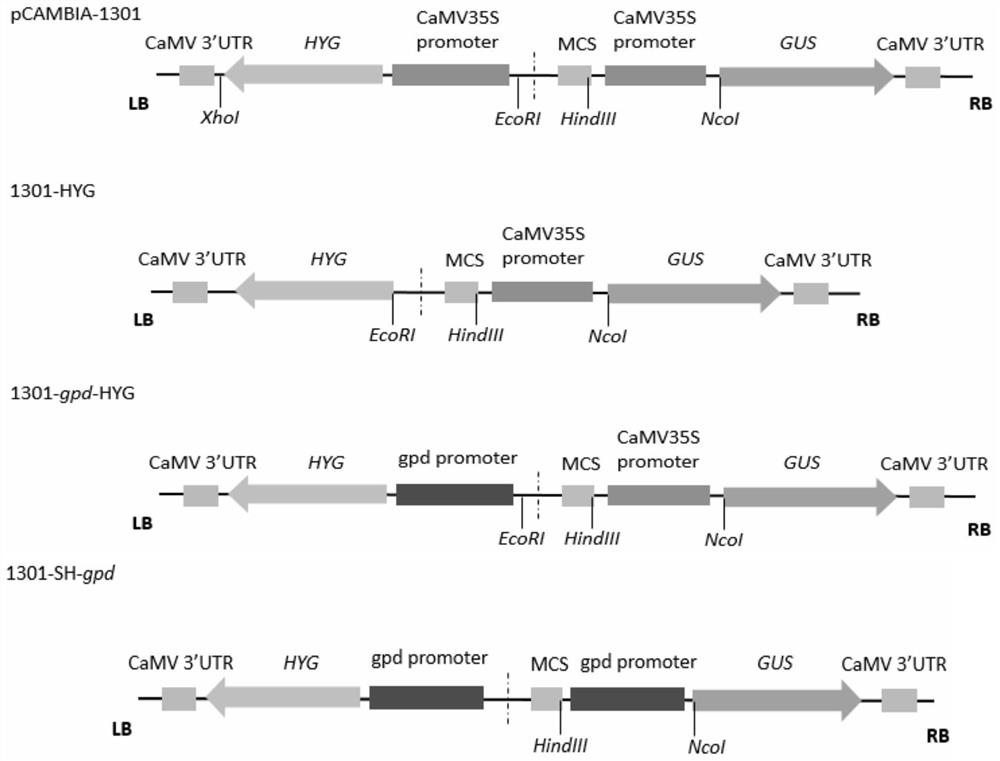 Recombinant vector used for phellinus igniarius (L.ex Fr.) Quel. [Fomes igniarius (L.) Fr. fruiting body genetic expression, construction method for recombinant vector, and recombinant vector genetic transformation method