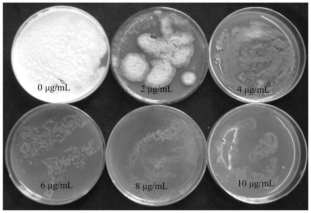 Recombinant vector used for phellinus igniarius (L.ex Fr.) Quel. [Fomes igniarius (L.) Fr. fruiting body genetic expression, construction method for recombinant vector, and recombinant vector genetic transformation method