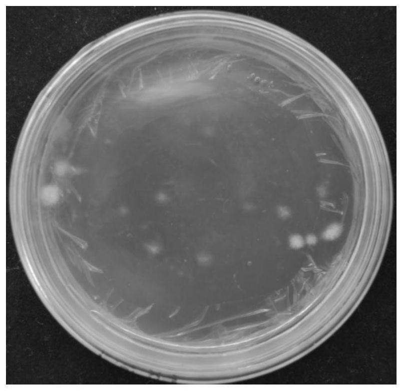 Recombinant vector used for phellinus igniarius (L.ex Fr.) Quel. [Fomes igniarius (L.) Fr. fruiting body genetic expression, construction method for recombinant vector, and recombinant vector genetic transformation method