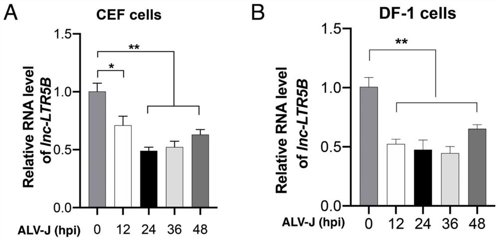 Long-chain non-coding RNA (Ribonucleic Acid) for inhibiting J subtype avian leukosis virus as well as vector and application thereof