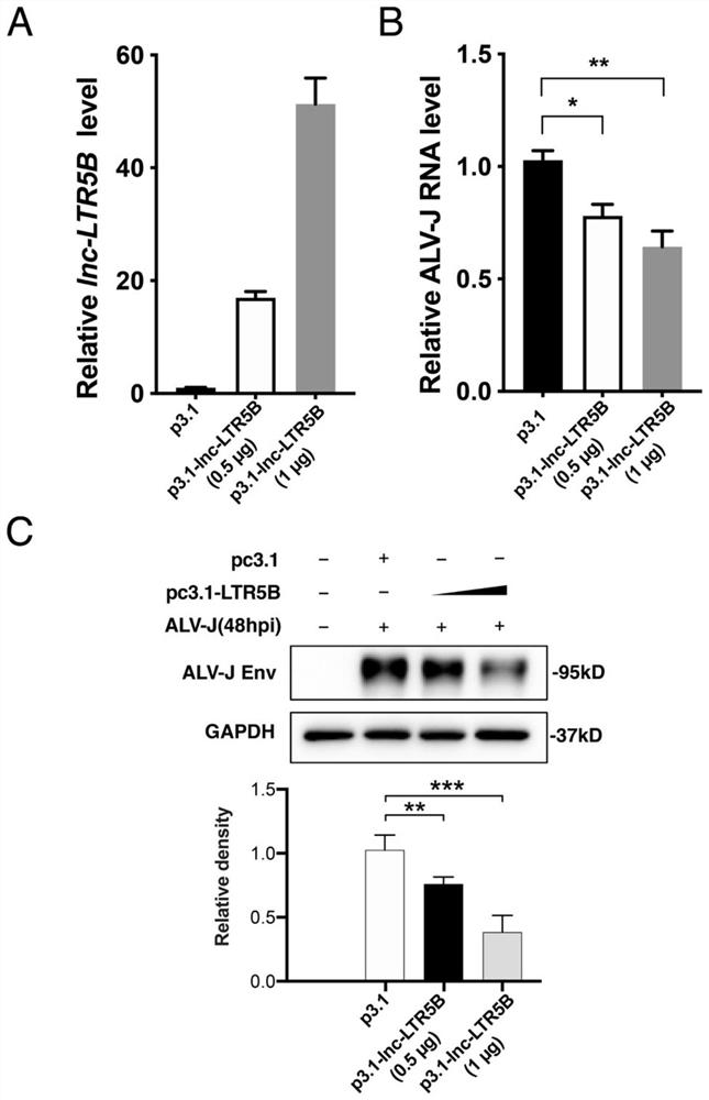 Long-chain non-coding RNA (Ribonucleic Acid) for inhibiting J subtype avian leukosis virus as well as vector and application thereof