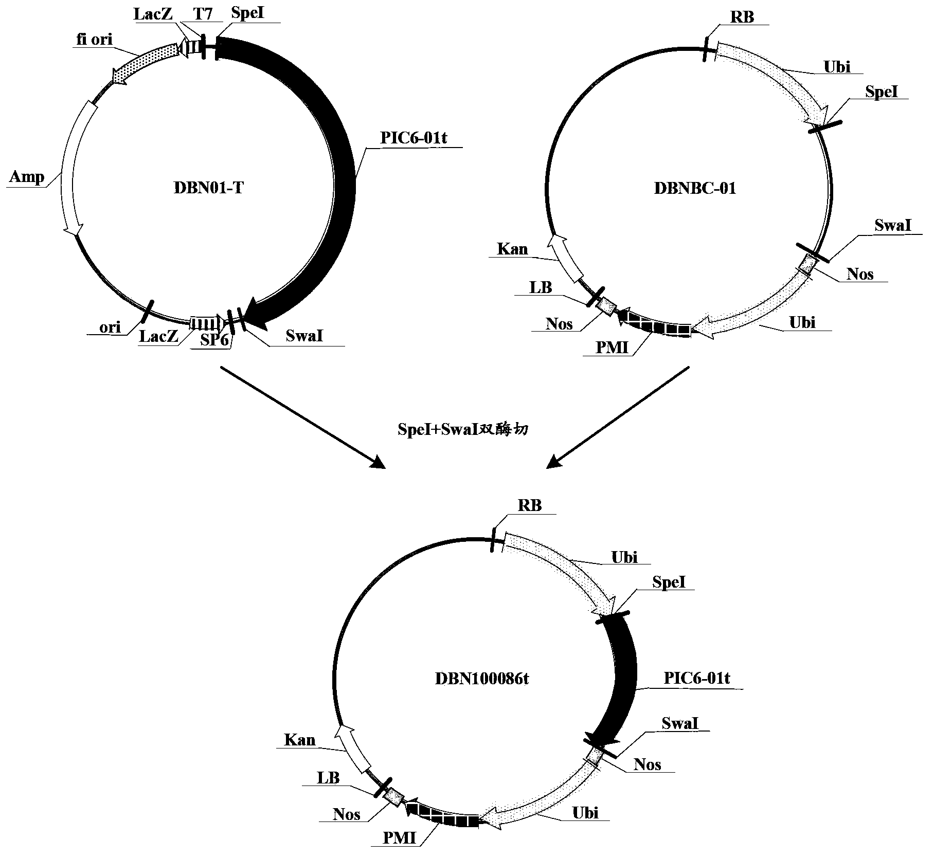 Insecticidal protein and coding gene and application thereof