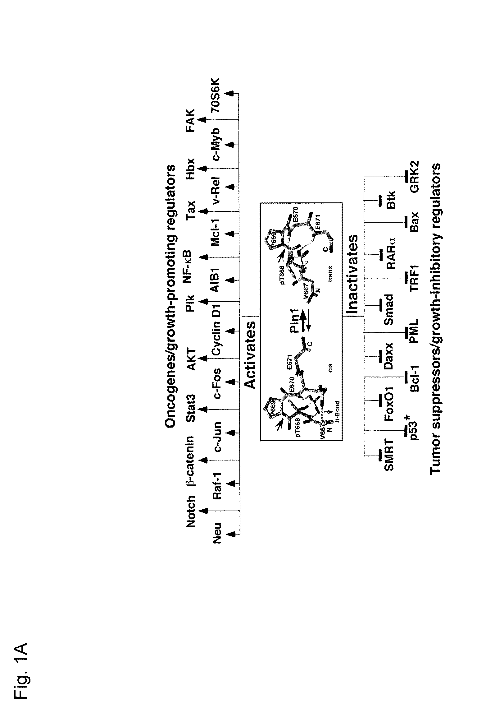 Methods and compositions for the treatment of proliferative disorders