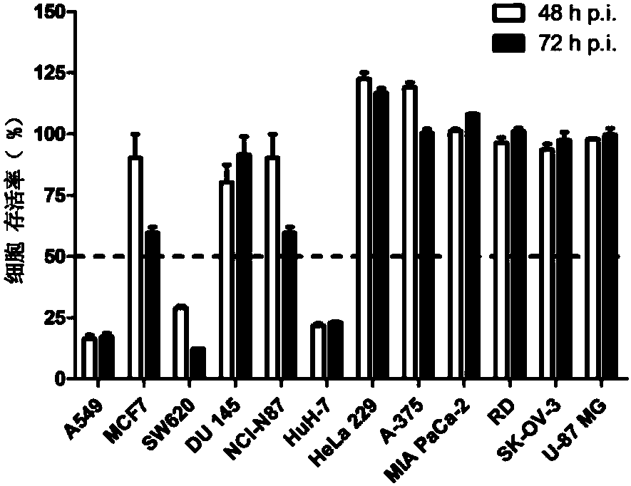 Antitumor application of echo viruses used as oncolytic viruses