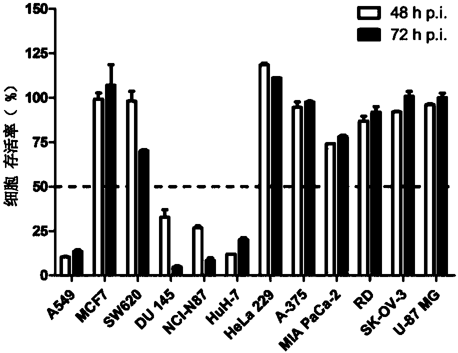 Antitumor application of echo viruses used as oncolytic viruses