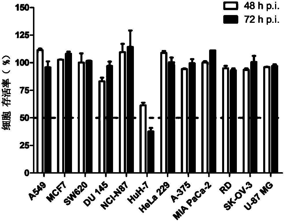 Antitumor application of echo viruses used as oncolytic viruses