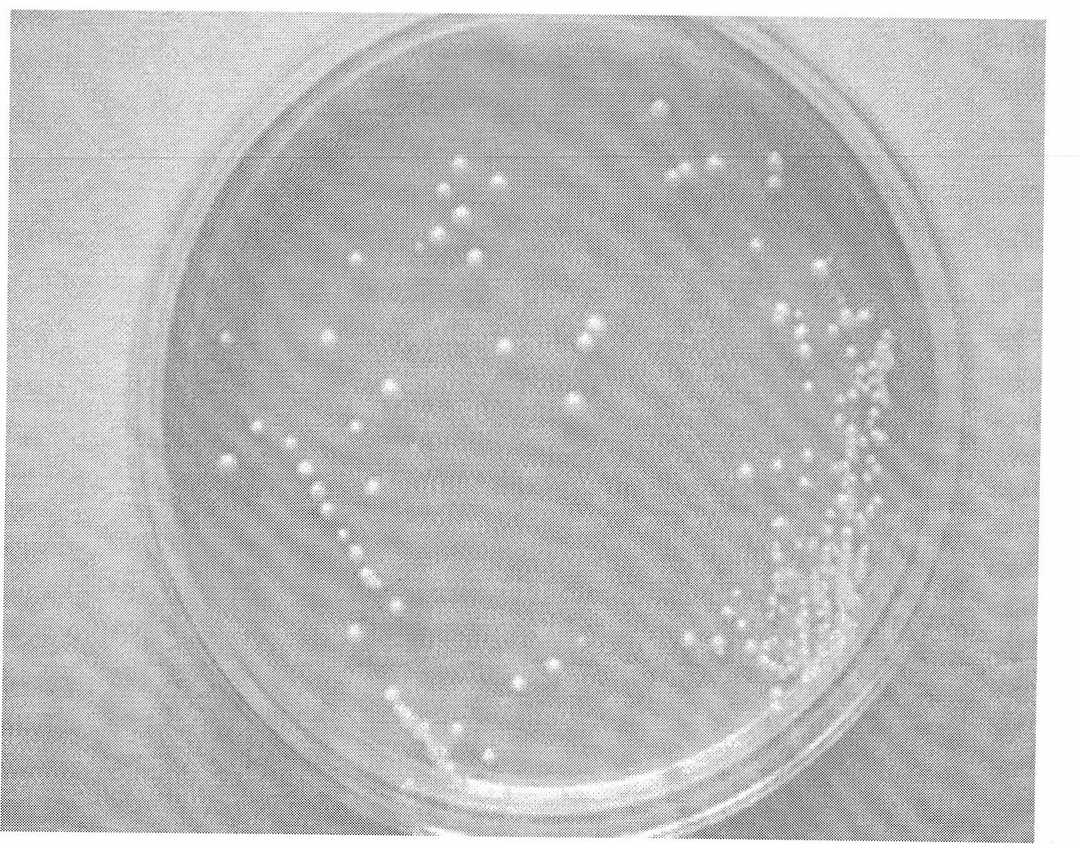 High yield adenomethionine strain