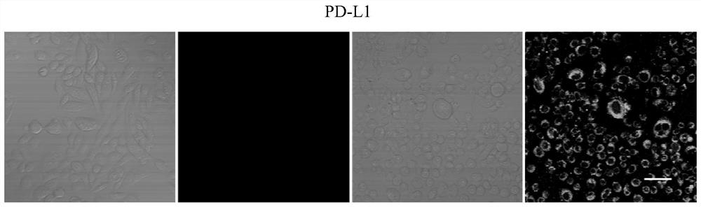 PD-L1 nucleic acid aptamer as well as screening method and application thereof