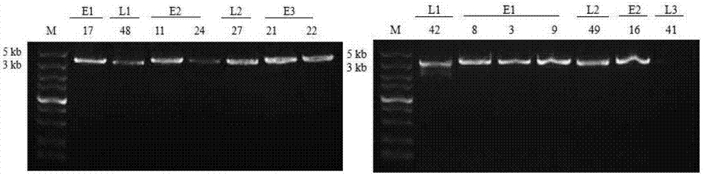 Molecular marker, primer pair and molecular marking method used for identifying flowering time of brassica oleracea and application of molecular marker, primer pair and molecular marking method