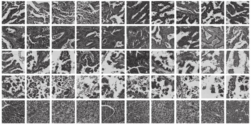 Tissue pathology image cell nucleus segmentation method and system based on polar coordinate representation