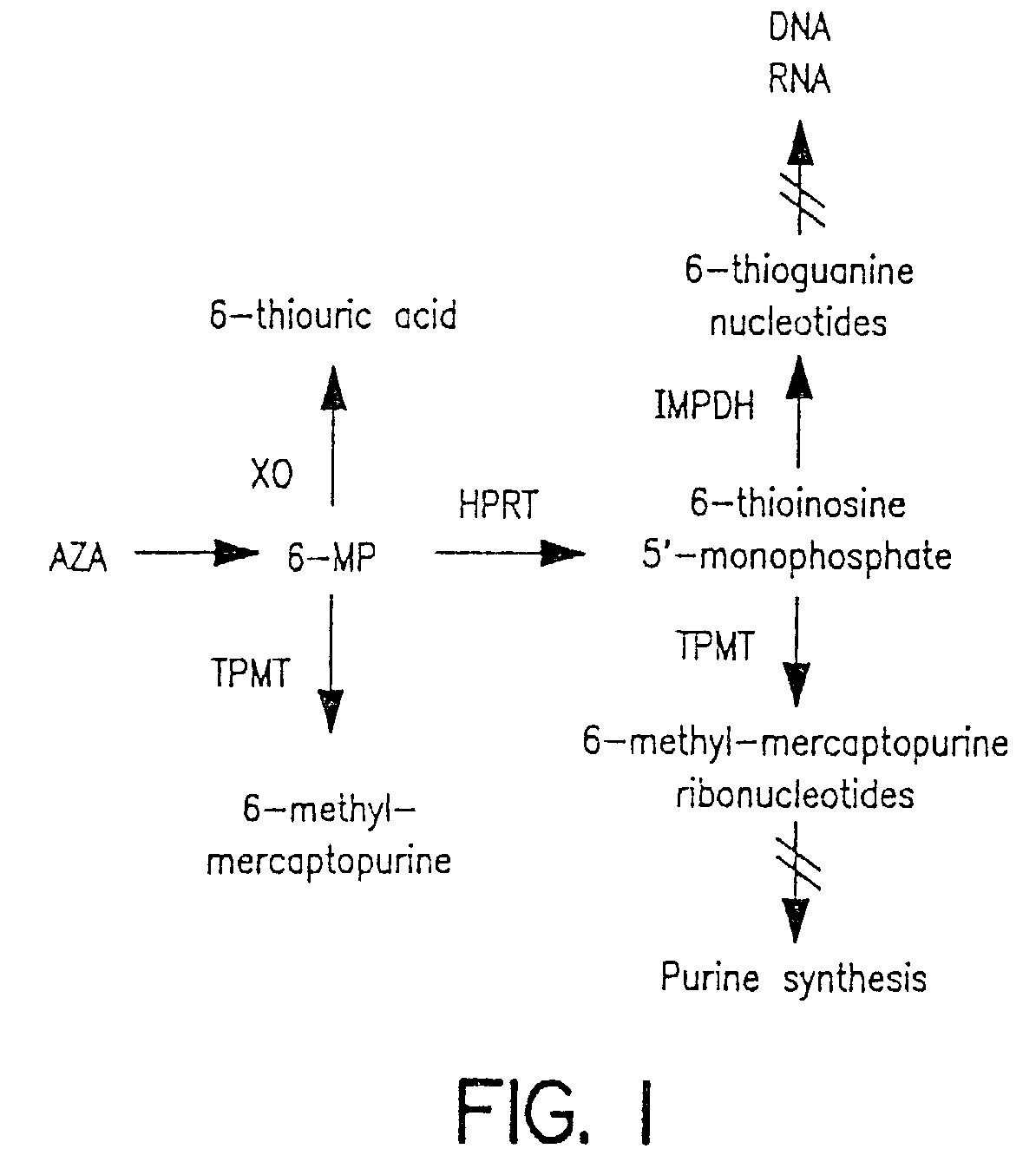 Method of determining thiopurine methyltransferase activity