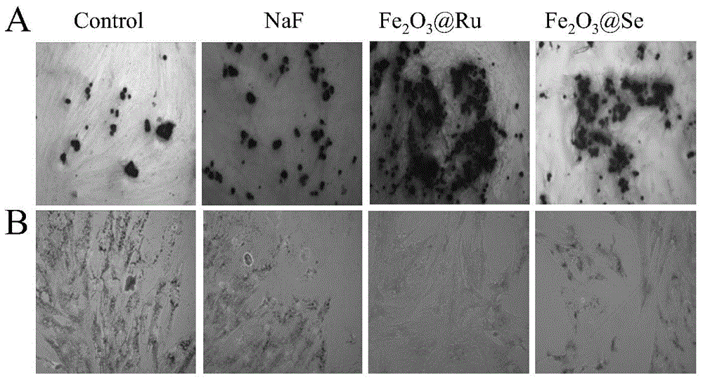 Application of magnetic nano materials in promotion of mesenchymal stem cell osteogenic differentiation