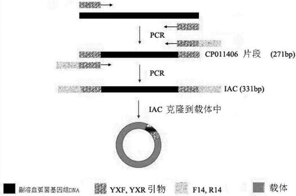 RPA (Recombinase Polymerase Amplification) specific primers and kit for detecting vibrio parahaemolyticus in food and application