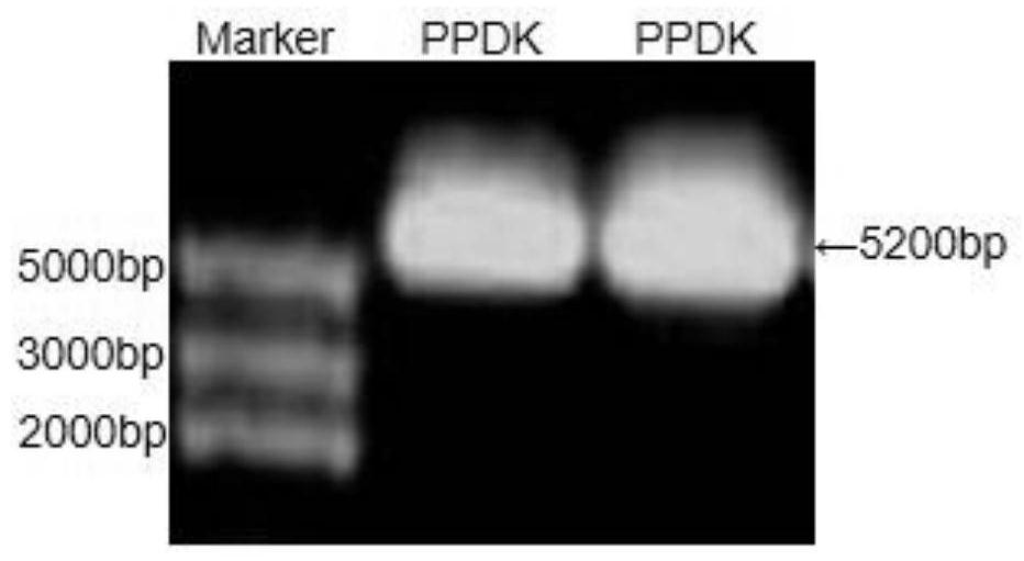 Method for producing fucoxanthin by using mutant strain for expressing exogenous pyruvate phosphate dikinase in phaeodactylum tricornutum