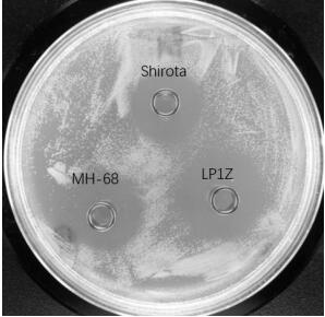 A strain of Lactobacillus plantarum lp1z that produces lysozyme and efficiently antagonizes multidrug-resistant Helicobacter pylori and its application