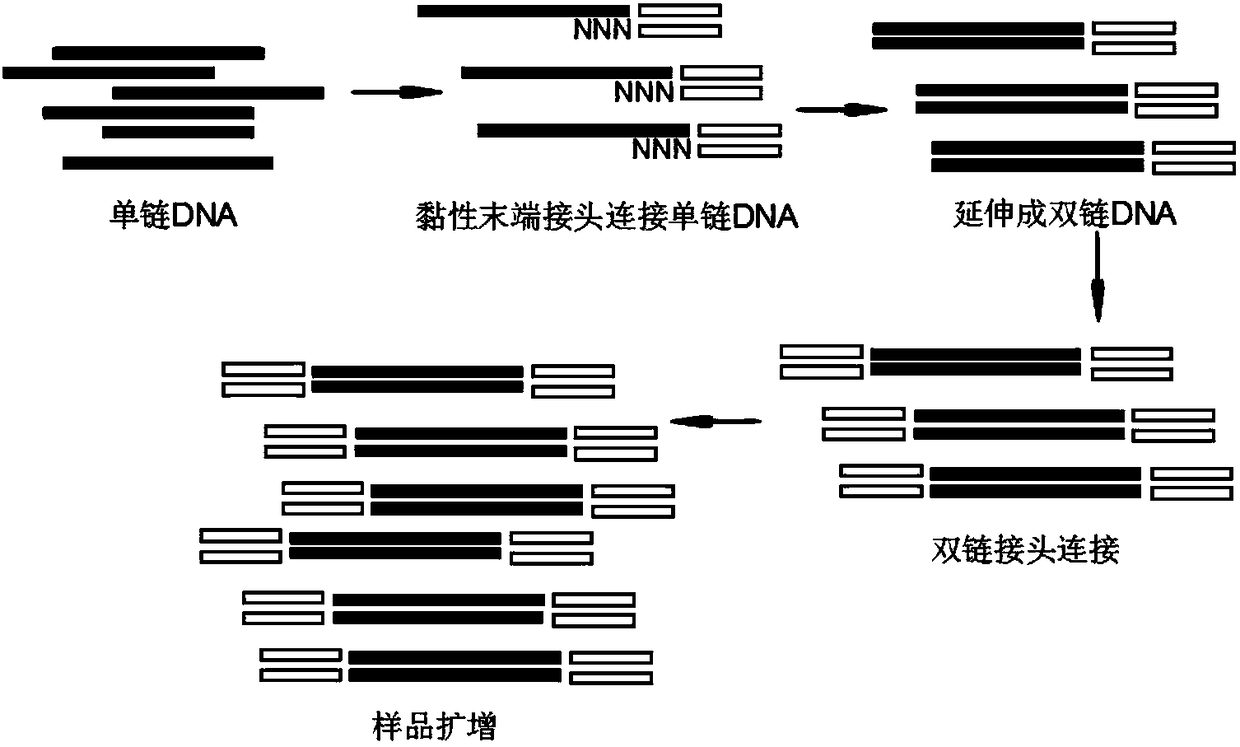 Novel DNA library construction method and application thereof