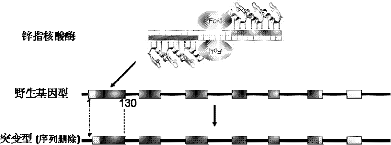 Method for knocking out cattle beta-lactoglobulin gene by using zinc finger nucleases (ZFNs)