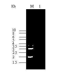Engineered strain of streptomyces clavuligerus, and preparation method and application thereof
