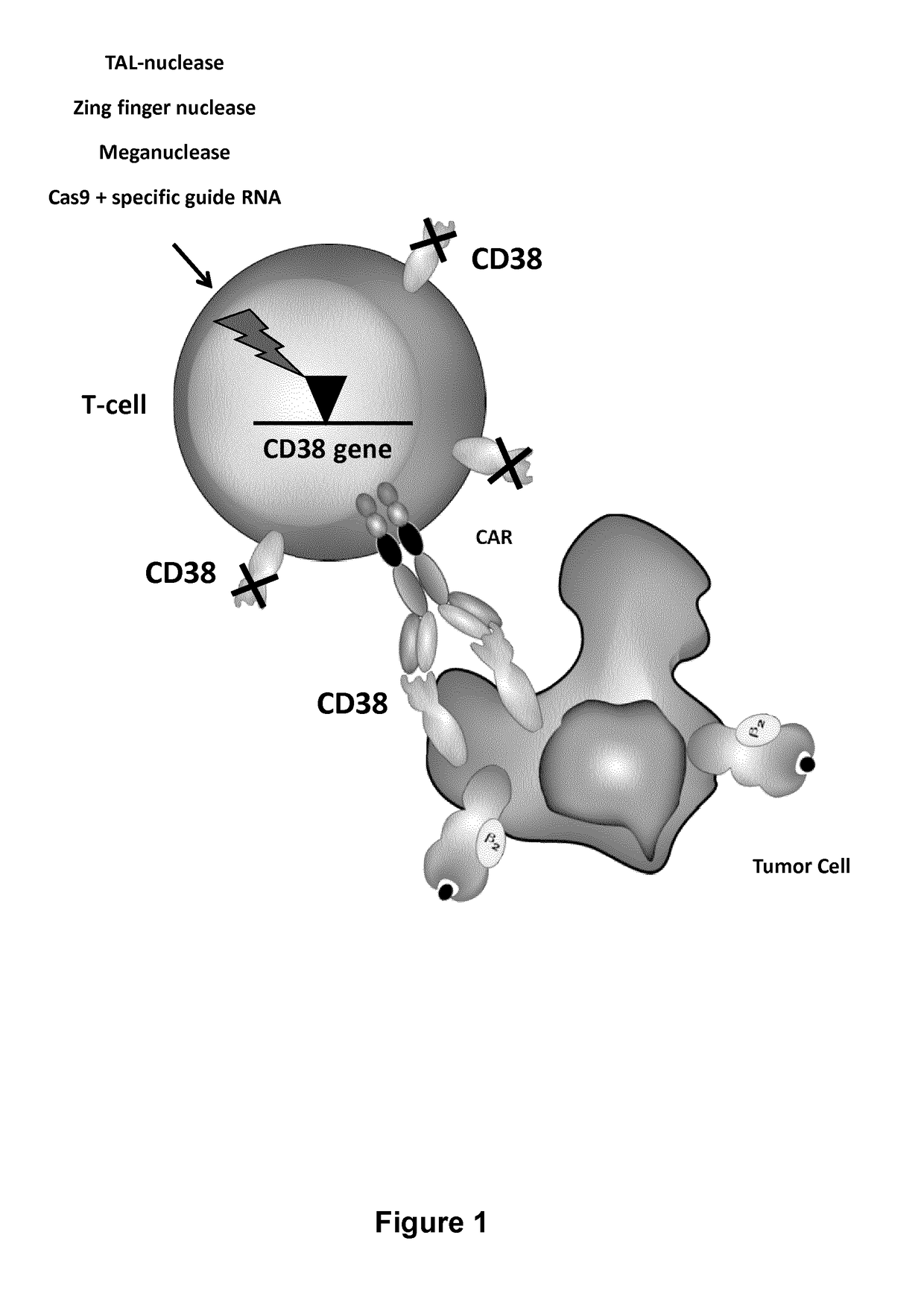 Cells for immunotherapy engineered for targeting cd38 antigen and for cd38 gene inactivation