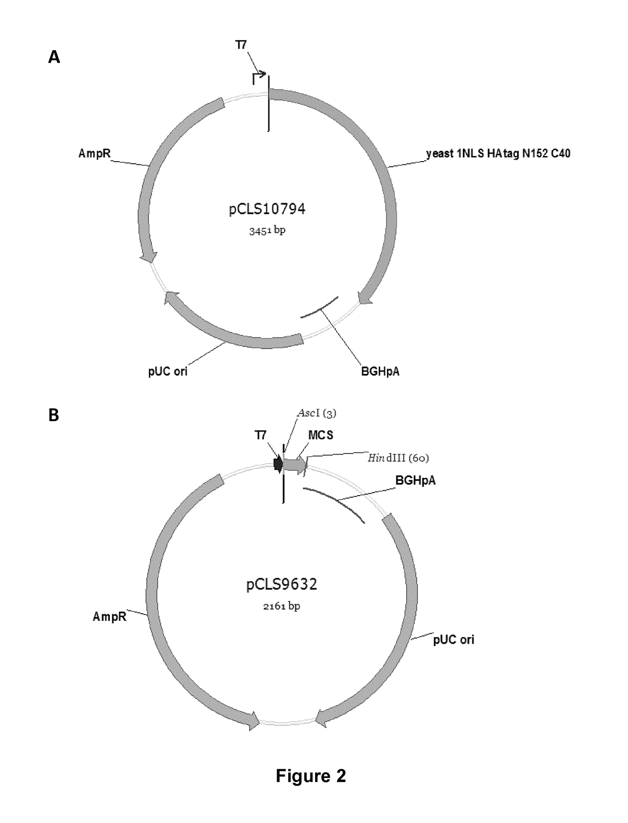 Cells for immunotherapy engineered for targeting cd38 antigen and for cd38 gene inactivation