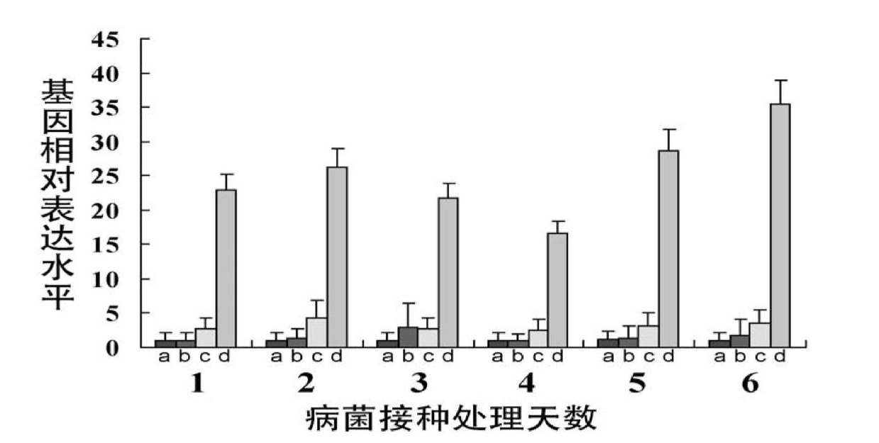 Primers and method for detecting phytophthora capsici based on development of pectate lyase Pcpe l15 gene