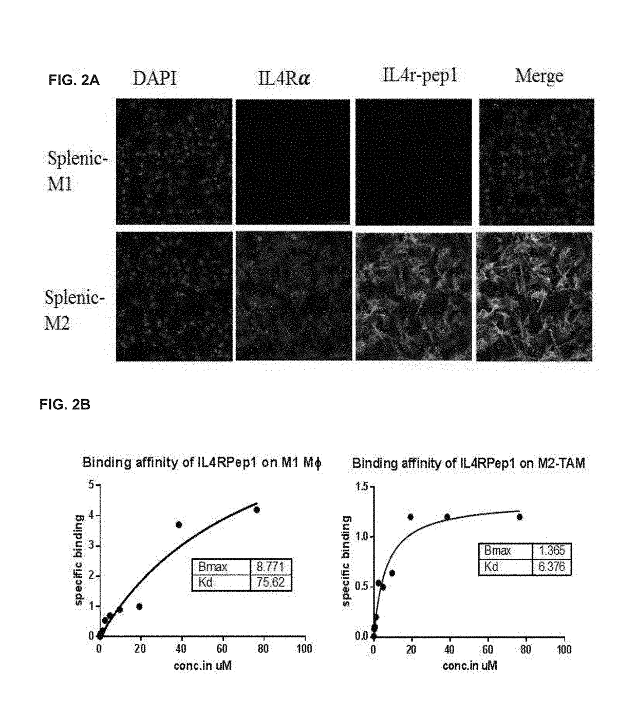 Pharmaceutical composition that is anticancer and suppresses cancer metastasis, containing, as active ingredient, fusion peptide simultaneously targeting cancer cell and tumor associated macrophage