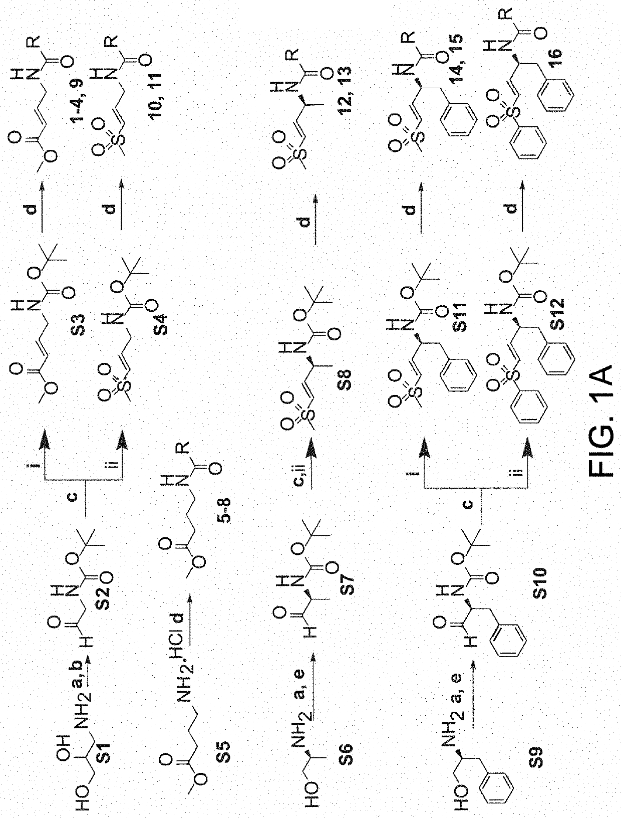 Covalent inhibitors of equine encephalitis virus