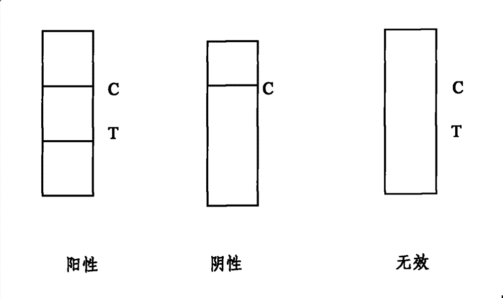 Test paper strip for detecting PRRSV antibody colloidal gold, method for making same and applications