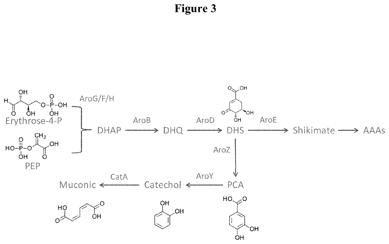 Muconic acid production from genetically engineered microorganisms