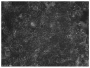 Screening method of Marc-145 cell strain capable of being used for culturing PRRSV to obtain virus liquid with high virus content