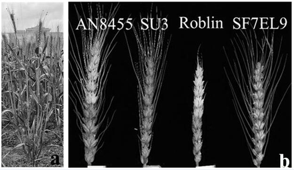 Breeding method for improving wheat scab resistance by using scab-resistant germplasm SF7EL9
