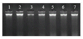 Method for rapidly and efficiently extracting genomic DNA of mammal ear tissue