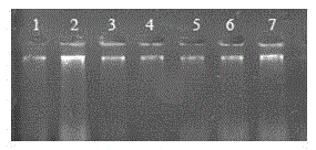 Method for rapidly and efficiently extracting genomic DNA of mammal ear tissue