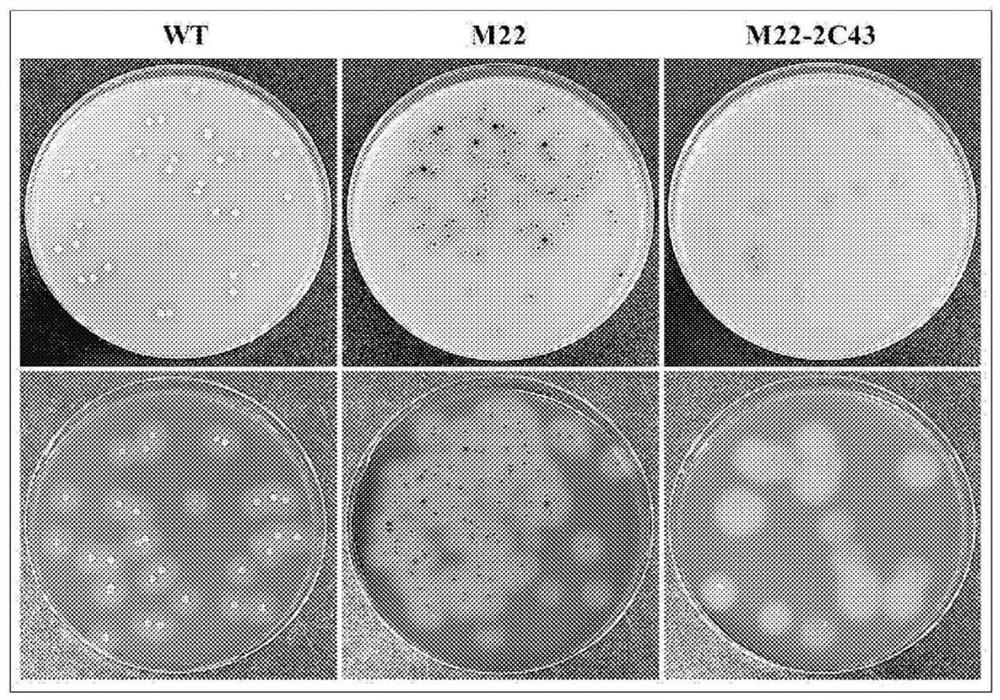 Streptomyces coelicolor mutant strain, method of producing beta-agarase by using same, and method of producing neoagaro-oligosaccharides by using same