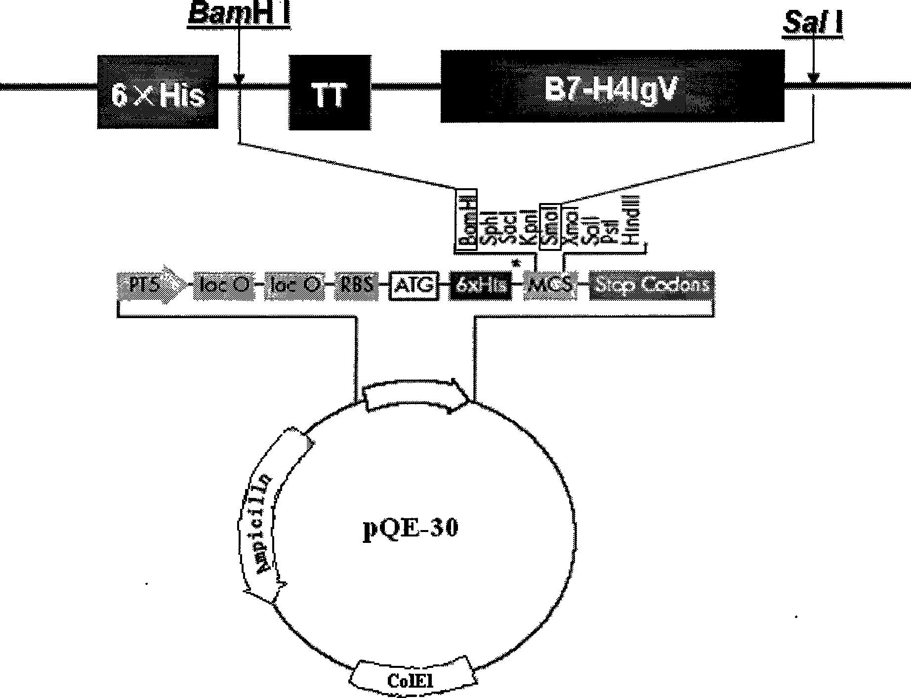 Fusion protein TT-B7-H4IgV as well as preparation method and application thereof