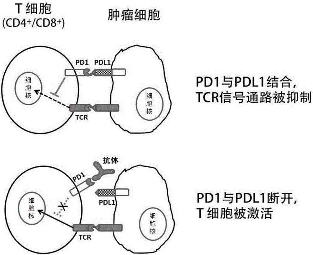 Anti-human PD-1 protein antibody as well as encoding gene and application thereof