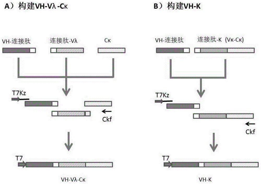 Anti-human PD-1 protein antibody as well as encoding gene and application thereof