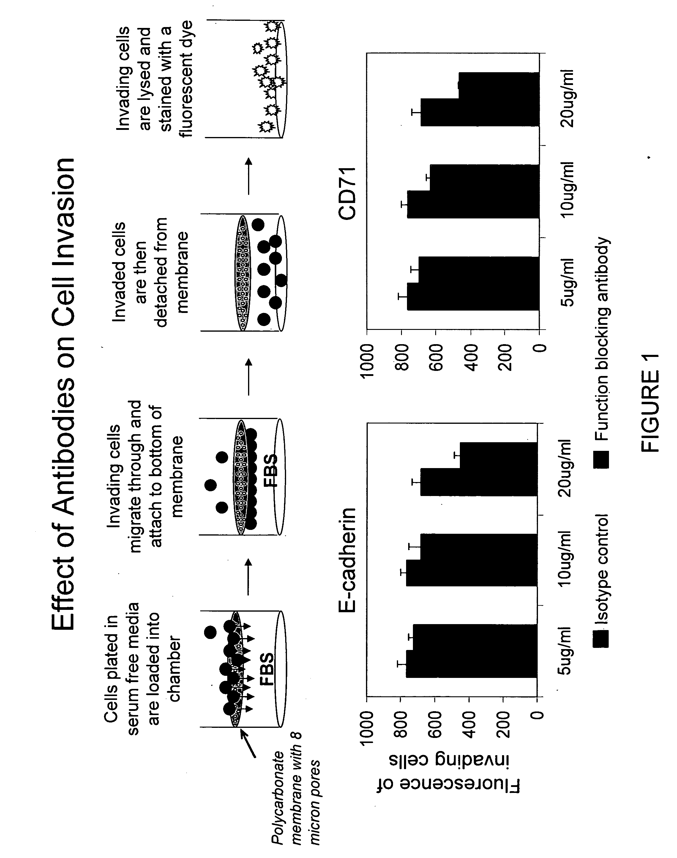 Method and compositions for the treating diseases targeting E-cadherin