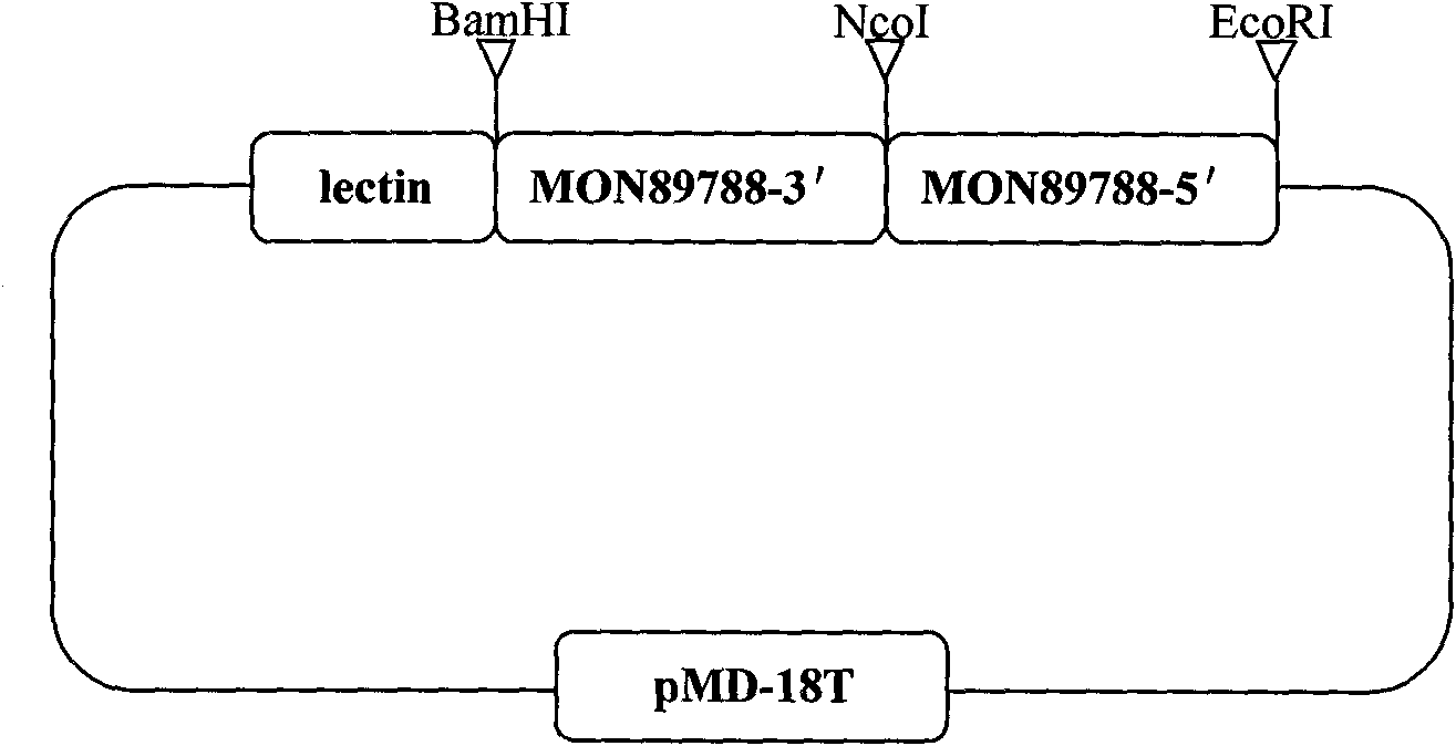Plasmid control molecule for detection of transgenic soybean and building method thereof