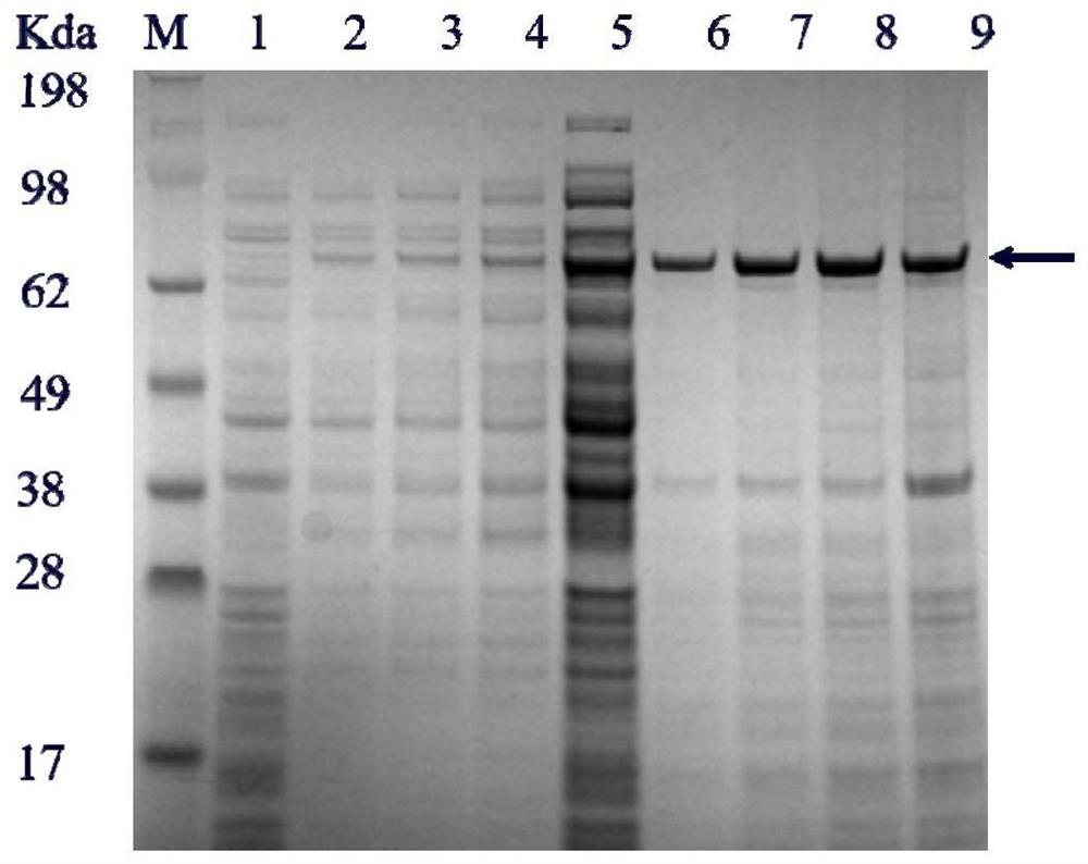 A kind of heparin lyase mutant and its recombinant expression method