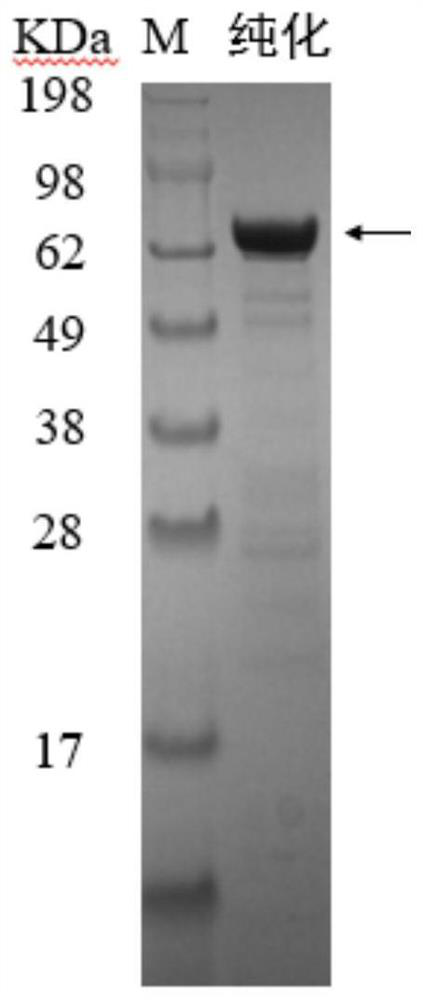A kind of heparin lyase mutant and its recombinant expression method