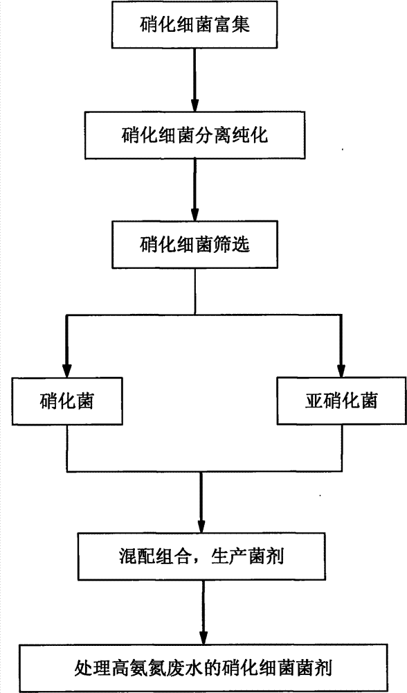 Nitrifying bacterial agent and preparation method thereof
