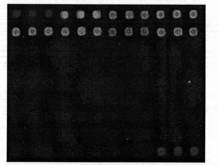 Gene chip and kit for detecting common pathogenic bacteria in food