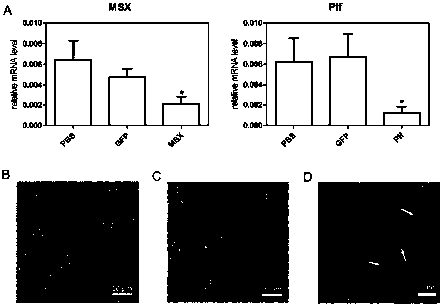 Pif promoter capable of being activated by pinctada martensii MSX (muscle segment homeobox) gene and application thereof
