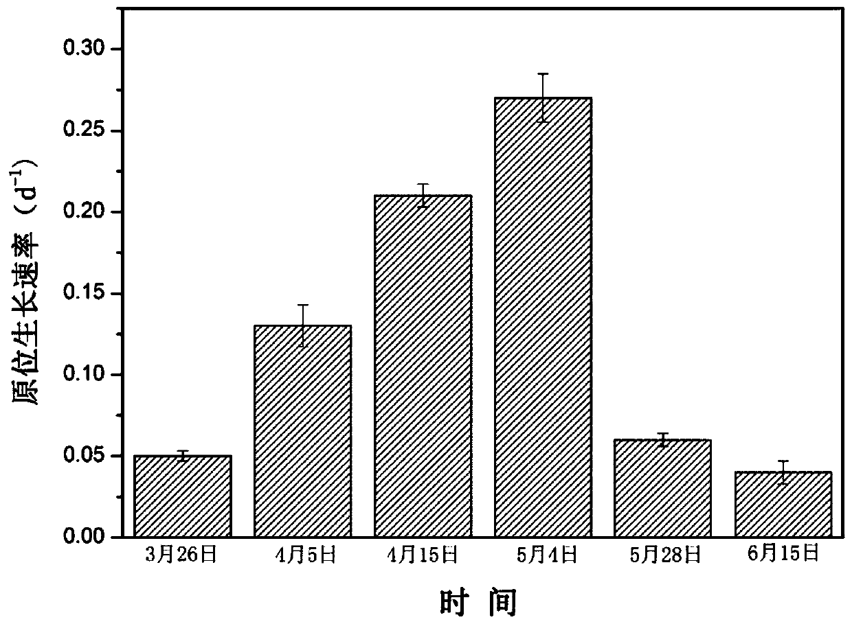 Discrimination method of rapid growth period of cyanobacteria based on cell division ftsz gene expression