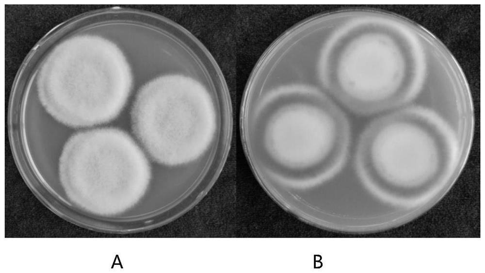 A kind of salvia miltiorrhiza endophytic fungus and its application in promoting the growth of salvia miltiorrhiza and/or synthesizing active ingredients